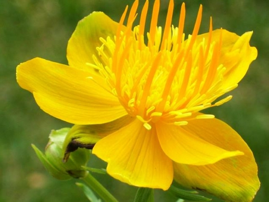 金莲花的功效与作：清热解毒、美容养颜