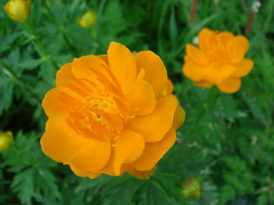 金莲花的功效与作：清热解毒、美容养颜