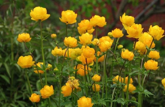 金莲花的功效与作：清热解毒、美容养颜