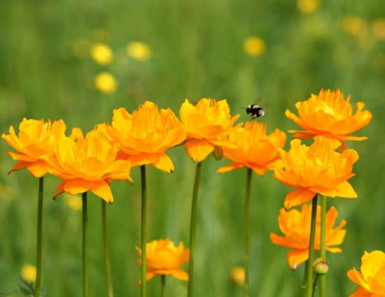 如何让金莲花秋种冬季开花