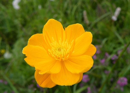 金莲花 如何使金莲花秋种冬花