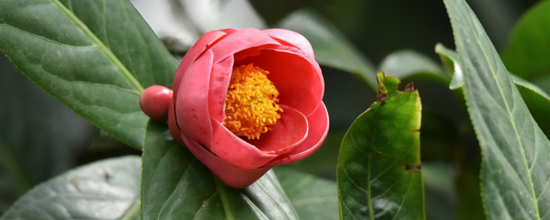 适合北方养的茶花种类