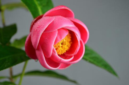 适合北方养的茶花种类