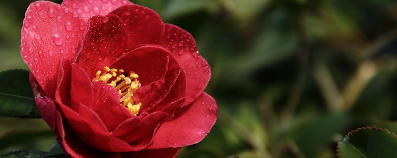 茶花的养殖办法和留意事项 盆栽