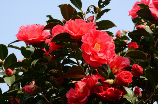 茶花的养殖办法和留意事项 盆栽