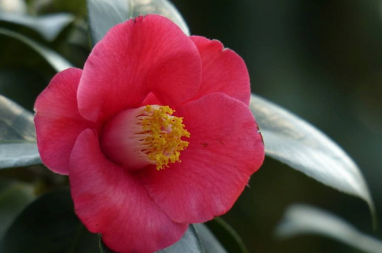 茶花的养殖办法和留意事项 盆栽