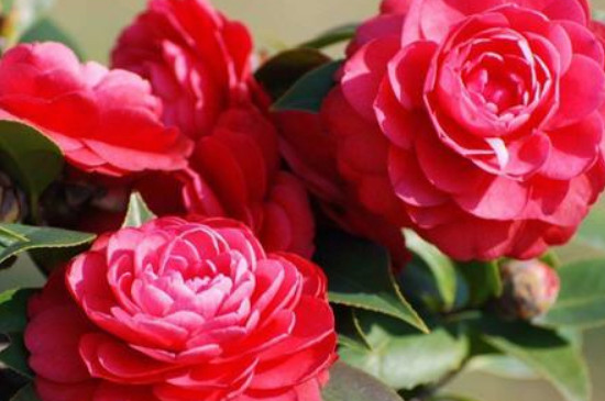 茶花的养殖办法和留意事项 盆栽