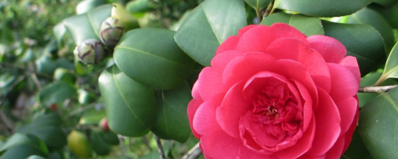 茶花秋季能换盆吗