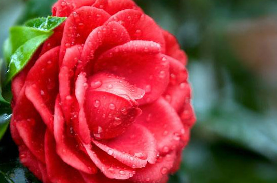 茶花秋季能换盆吗