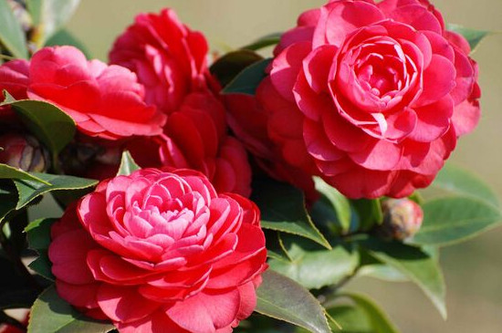 茶花秋季能换盆吗