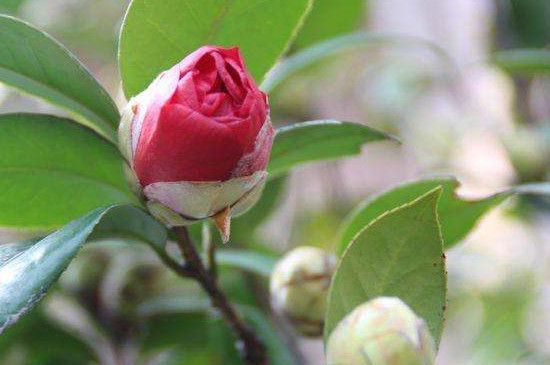 茶花秋季能换盆吗