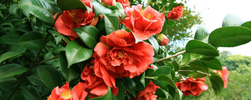 如何判断茶花烂根