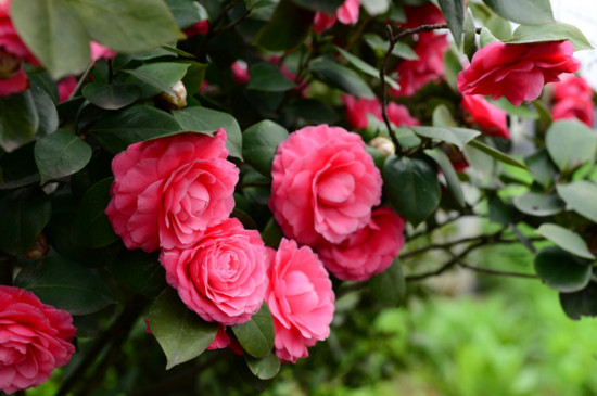 如何判断茶花烂根