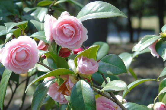 如何判断茶花烂根