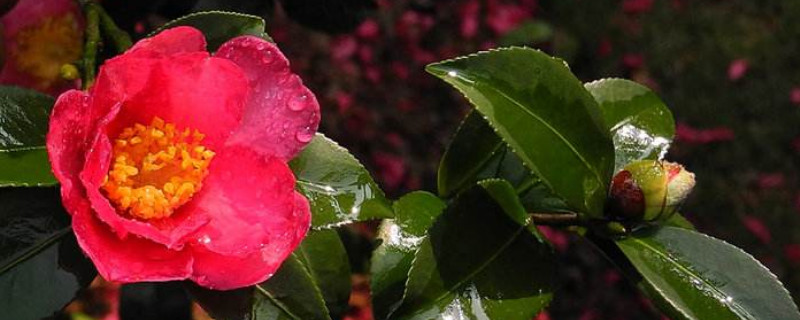 茶花 桂花的养殖办法