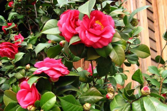 茶花 桂花的养殖办法