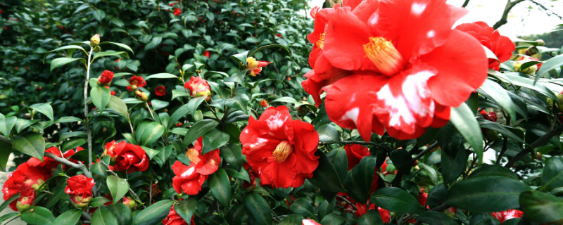 北方茶花如何养