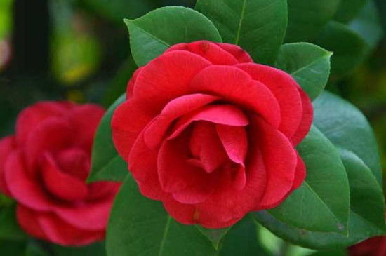 北方茶花如何养