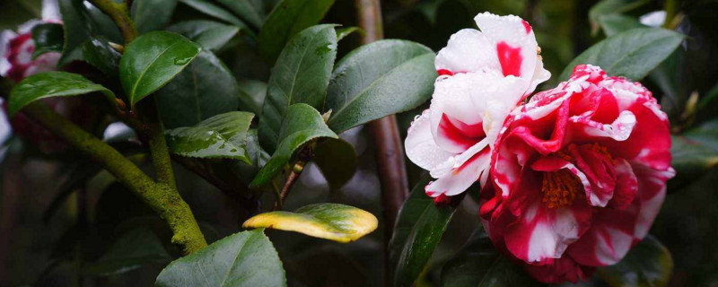 盆栽茶花如何养家庭养法