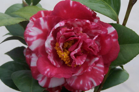 盆栽茶花如何养家庭养法