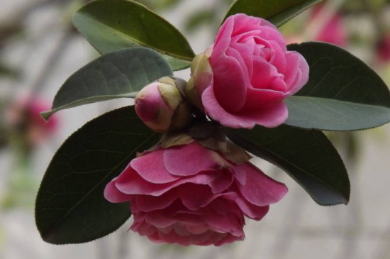 盆栽茶花如何养家庭养法