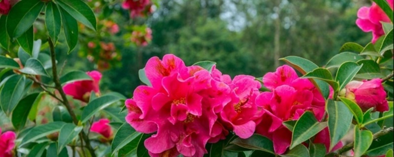 茶花种子如何破壳催芽