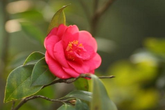 茶花种子如何破壳催芽