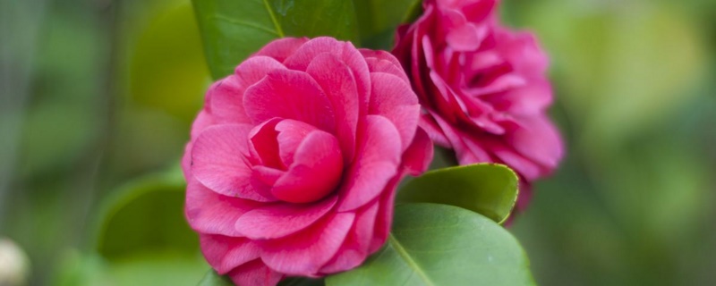 茶花嫁接时间和办法视频