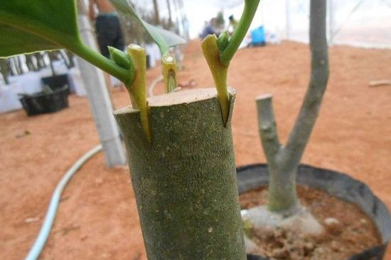 茶花嫁接时间和办法视频