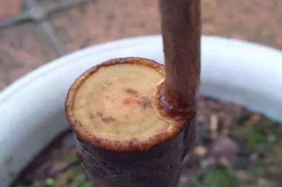 茶花嫁接时间和办法视频