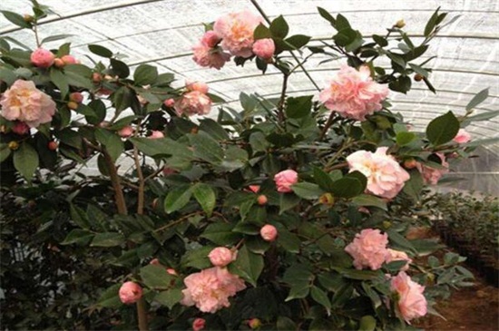 茶花春季如何养，增强光照修剪枝条养护