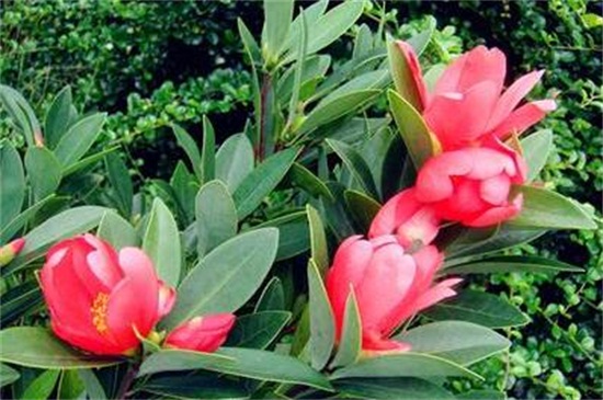 茶花春季如何养，增强光照修剪枝条养护