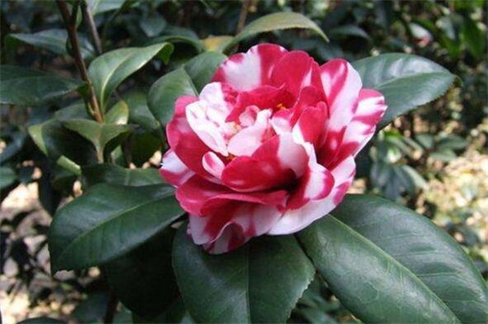 茶花春季如何养，增强光照修剪枝条养护