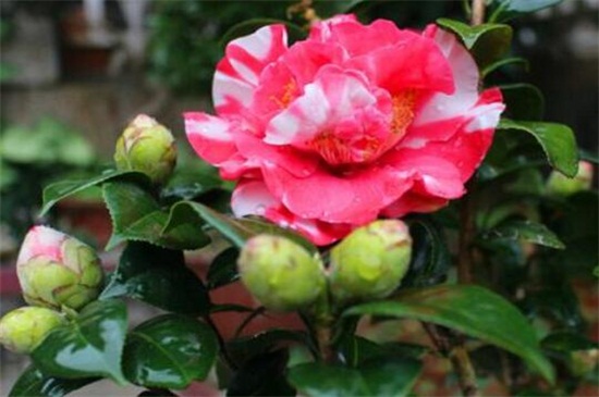 茶花不开花如何办,补充光照追施肥料