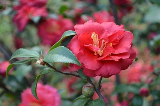 茶花不开花如何办,补充光照追施肥料