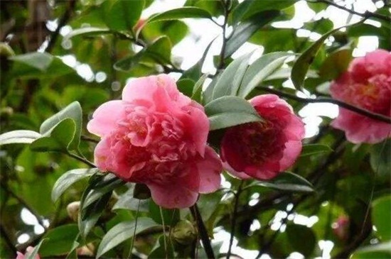 茶花不开花如何办,补充光照追施肥料