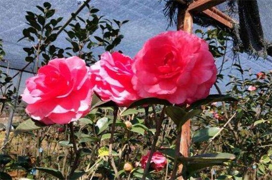 茶花不开花如何办,补充光照追施肥料