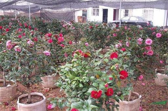 茶花花苞不开花如何办，补充光照控温保暖