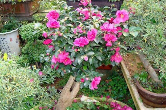 茶花花苞不开花如何办，补充光照控温保暖