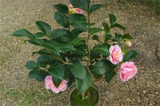 茶花如何养才开花,光照追肥控温修剪