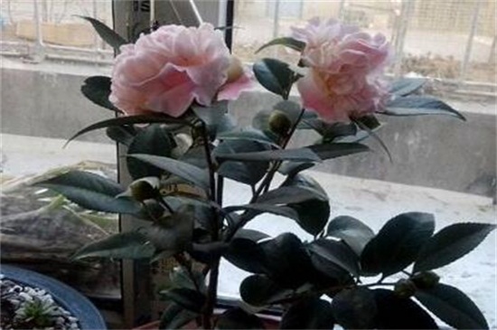 茶花如何养才开花,光照追肥控温修剪