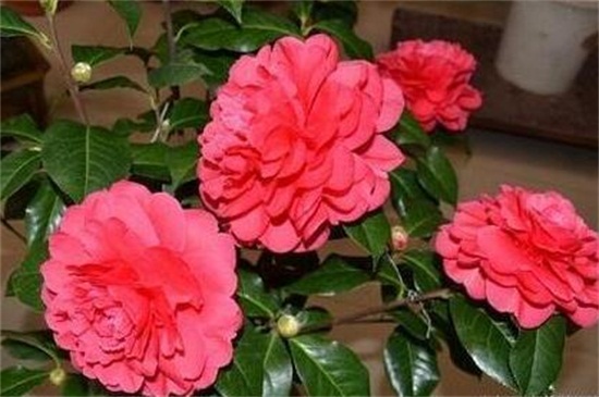 茶花如何养才开花,光照追肥控温修剪