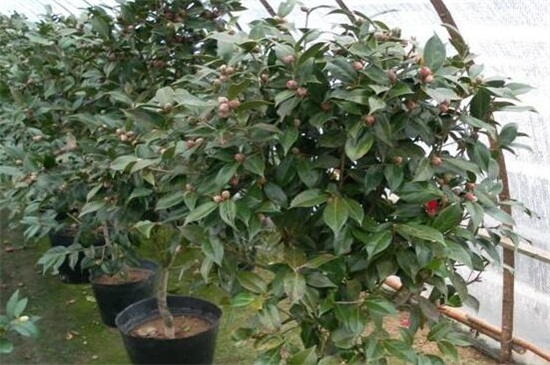 茶花如何养才开花,光照追肥控温修剪