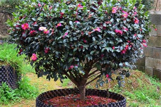 刚买回来的茶花如何养,适当光照修剪处理