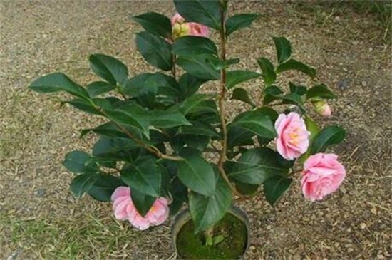 刚买回来的茶花如何养,适当光照修剪处理