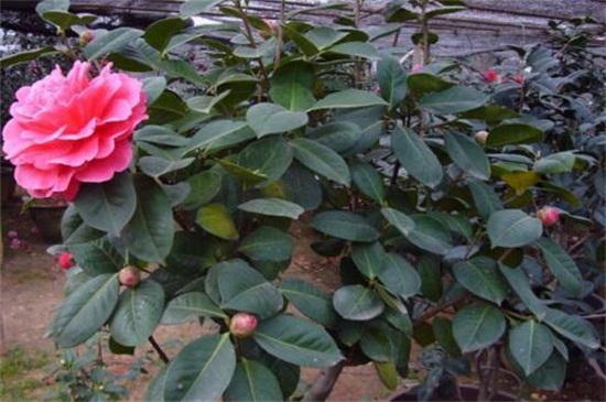 刚买回来的茶花如何养,适当光照修剪处理