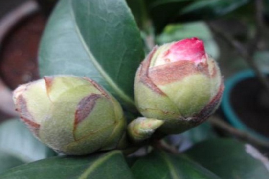 茶花掉花蕾长新叶如何回事,氮肥过量或酸碱不适