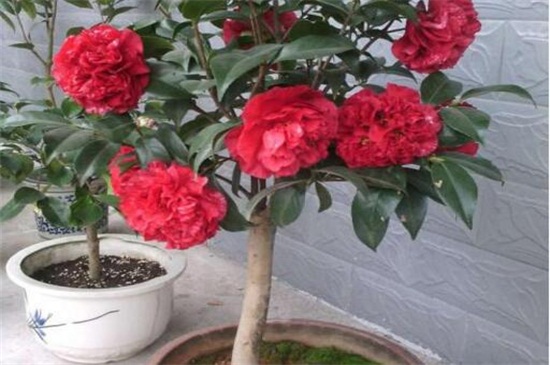 茶花家里养运气好吗,好且能增加桃花运