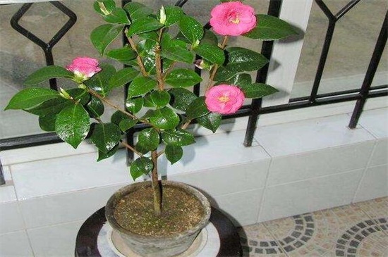 茶花家里养运气好吗,好且能增加桃花运