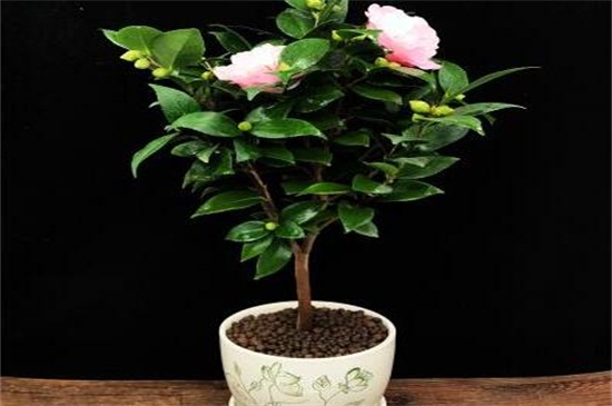 茶花家里养运气好吗,好且能增加桃花运